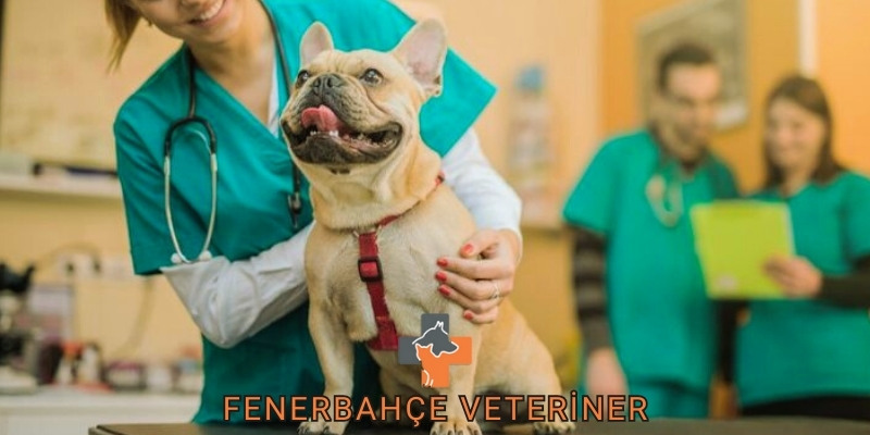 Fenerbahçe Veteriner